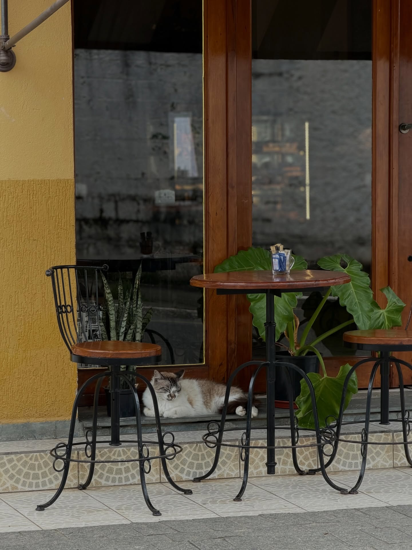 Mesas de calçada na frente do café com um gato deitado à porta